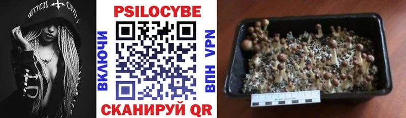 Галлюциногенные грибы Cubensis  ОМГ ОМГ ONION  Пущино 